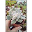 2 листовых черенка Эхеверия подушковидная Фрости (Echeveria pulvinata cv. Frosty, эхеверия пульвината фрости)