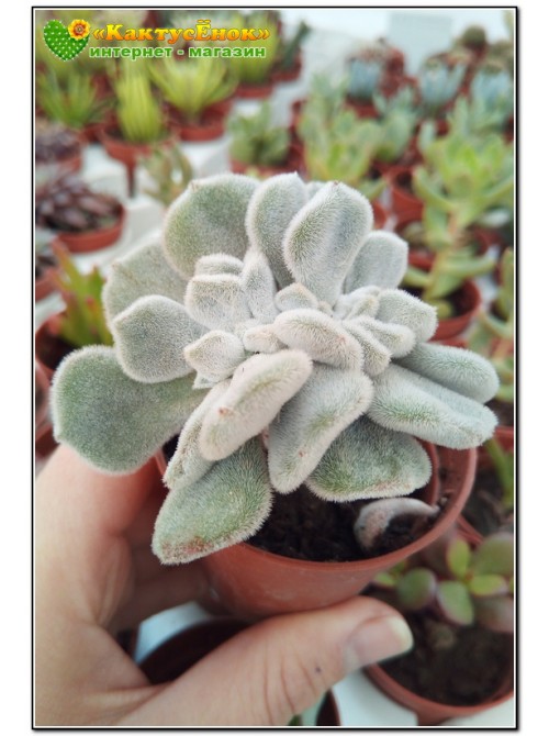 2 листовых черенка Эхеверия подушковидная Фрости (Echeveria pulvinata cv. Frosty, эхеверия пульвината фрости)