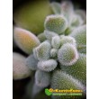 2 листовых черенка Эхеверия подушковидная Фрости (Echeveria pulvinata cv. Frosty, эхеверия пульвината фрости)