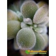 2 листовых черенка Эхеверия подушковидная Фрости (Echeveria pulvinata cv. Frosty, эхеверия пульвината фрости)