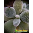 2 листовых черенка Эхеверия подушковидная Фрости (Echeveria pulvinata cv. Frosty, эхеверия пульвината фрости)