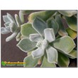 2 листовых черенка Эхеверия подушковидная Фрости (Echeveria pulvinata cv. Frosty, эхеверия пульвината фрости)