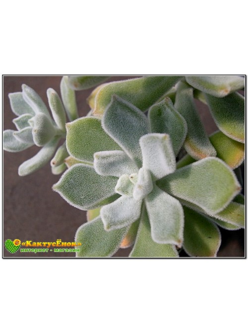 2 листовых черенка Эхеверия подушковидная Фрости (Echeveria pulvinata cv. Frosty, эхеверия пульвината фрости)