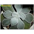 2 листовых черенка Эхеверия подушковидная Фрости (Echeveria pulvinata cv. Frosty, эхеверия пульвината фрости)