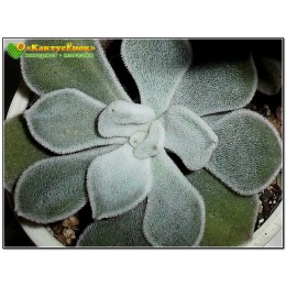 2 листовых черенка Эхеверия подушковидная Фрости (Echeveria pulvinata cv. Frosty, эхеверия пульвината фрости)