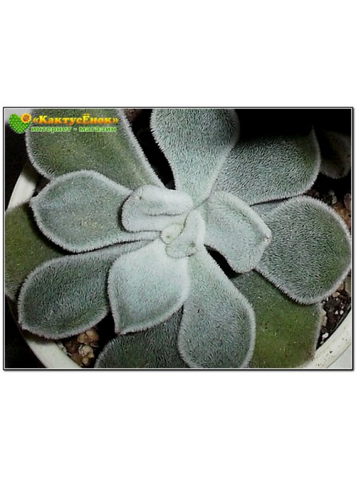 2 листовых черенка Эхеверия подушковидная Фрости (Echeveria pulvinata cv. Frosty, эхеверия пульвината фрости)