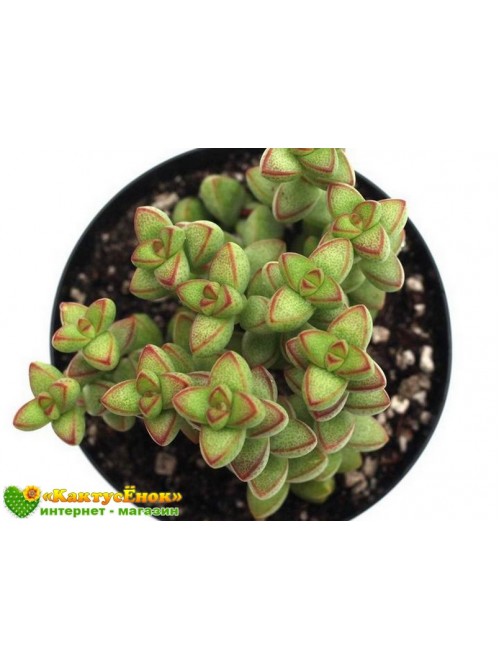 Черенок крассула наскальная (Crassula rupestris v. Monticola, крассула рупестрис монтикола)