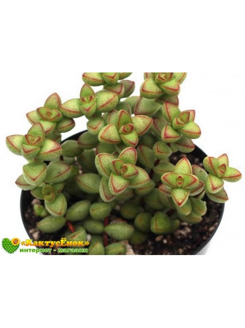 Черенок крассула наскальная (Crassula rupestris v. Monticola, крассула рупестрис монтикола)