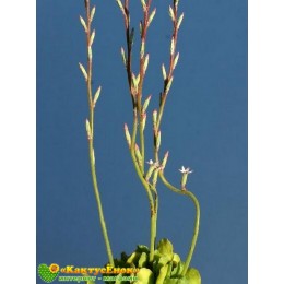 Один листовой черенок Адромискус Зейера (Adromischus cristatus var. zeyheri)