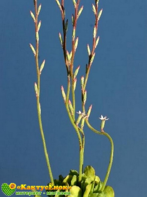 Один листовой черенок Адромискус Зейера (Adromischus cristatus var. zeyheri)