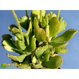 Один листовой черенок Адромискус Зейера (Adromischus cristatus var. zeyheri)