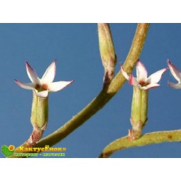 Один листовой черенок Адромискус Зейера (Adromischus cristatus var. zeyheri)