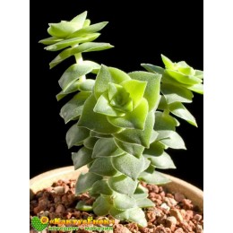 Черенок Крассула перфората пестрая (Crassula perforata  f. variegata)