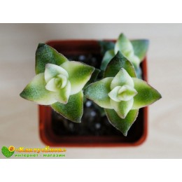 Черенок Крассула перфората пестрая (Crassula perforata  f. variegata)