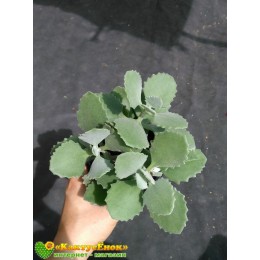 2 листовых черенка Каланхоэ Миллота (Kalanchoe millotii)