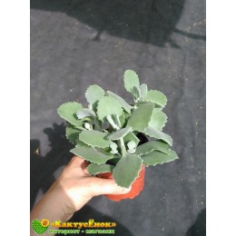 2 листовых черенка Каланхоэ Миллота (Kalanchoe millotii)