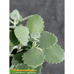 2 листовых черенка Каланхоэ Миллота (Kalanchoe millotii)