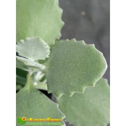 2 листовых черенка Каланхоэ Миллота (Kalanchoe millotii)