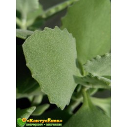 2 листовых черенка Каланхоэ Миллота (Kalanchoe millotii)