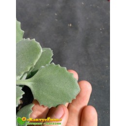 2 листовых черенка Каланхоэ Миллота (Kalanchoe millotii)