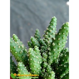 Черенок Опунция туна (opuntia tuna f. monstruosa)