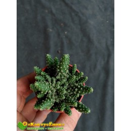 Черенок Опунция туна (opuntia tuna f. monstruosa)