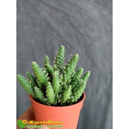 Черенок Опунция туна (opuntia tuna f. monstruosa)