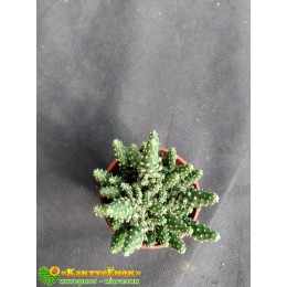 Черенок Опунция туна (opuntia tuna f. monstruosa)