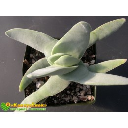Листовой черенок крассула серповидная (Crassula falcata, крассула фальката)