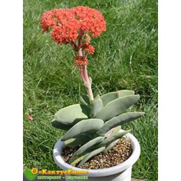 Листовой черенок крассула серповидная (Crassula falcata, крассула фальката)