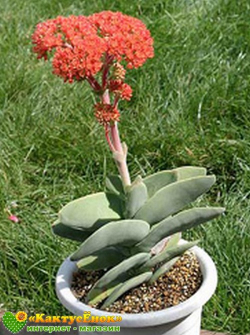 Листовой черенок крассула серповидная (Crassula falcata, крассула фальката)