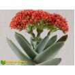 Листовой черенок крассула серповидная (Crassula falcata, крассула фальката)