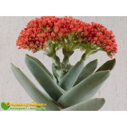 Листовой черенок крассула серповидная (Crassula falcata, крассула фальката)