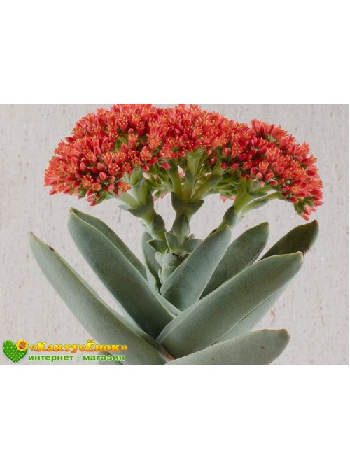 Листовой черенок крассула серповидная (Crassula falcata, крассула фальката)