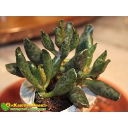 Адромискус Купера (Adromischus cooperi)