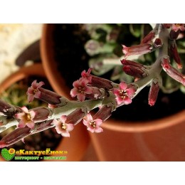 Адромискус Купера (Adromischus cooperi)