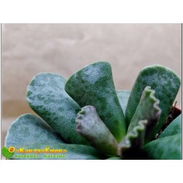 Адромискус Купера (Adromischus cooperi)