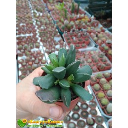 Адромискус Гребенчатый (Adromischus Cristatus, адромискус кристатус) с крупными гладкими листьями