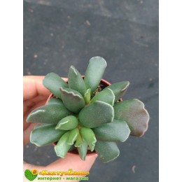 Один листовой черенок Адромискус Гребенчатый (Adromischus Cristatus)