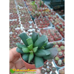 Один листовой черенок Адромискус Гребенчатый (Adromischus Cristatus)