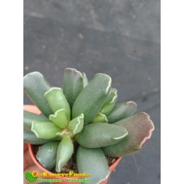 Один листовой черенок Адромискус Гребенчатый (Adromischus Cristatus)