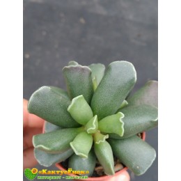 Один листовой черенок Адромискус Гребенчатый (Adromischus Cristatus)