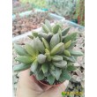 Адромискус Хемисфаерикус (adromischus hemisphaericus) 