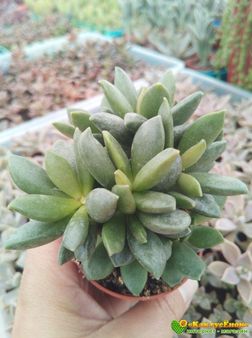 Адромискус Хемисфаерикус (adromischus hemisphaericus) 