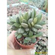 Адромискус Хемисфаерикус (adromischus hemisphaericus) 