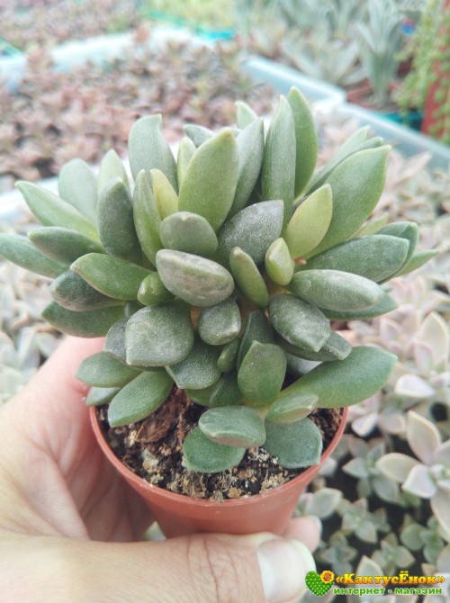 Адромискус Хемисфаерикус (adromischus hemisphaericus) 