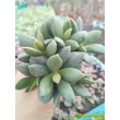 Адромискус Хемисфаерикус (adromischus hemisphaericus) 