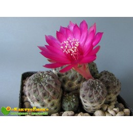 Черенок Сулькоребуция Рауша фиолетовая (Sulcorebutia rauschii f. violacidermis)