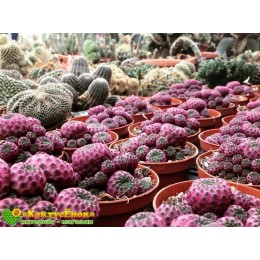 Черенок Сулькоребуция Рауша фиолетовая (Sulcorebutia rauschii f. violacidermis)