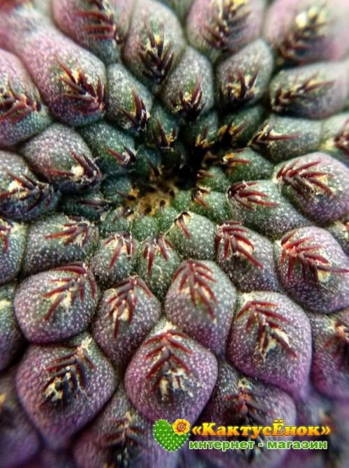 Черенок Сулькоребуция Рауша фиолетовая (Sulcorebutia rauschii f. violacidermis)